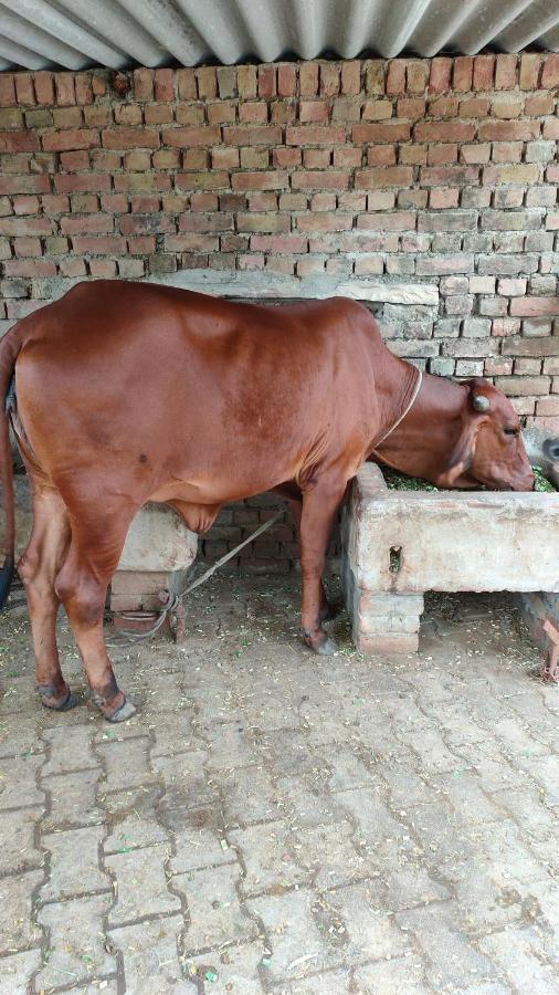 Royal Farm Bharatpur Διαμέρισμα Εξωτερικό φωτογραφία