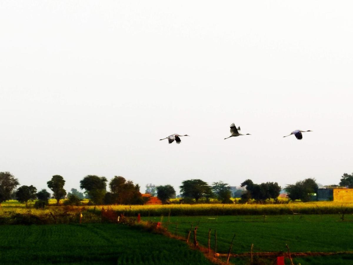 Royal Farm Bharatpur Διαμέρισμα Εξωτερικό φωτογραφία
